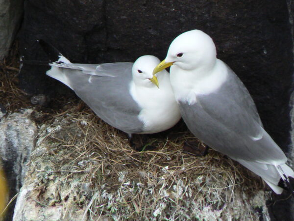 Kittiwakes on the nest. Photo by James Allan.