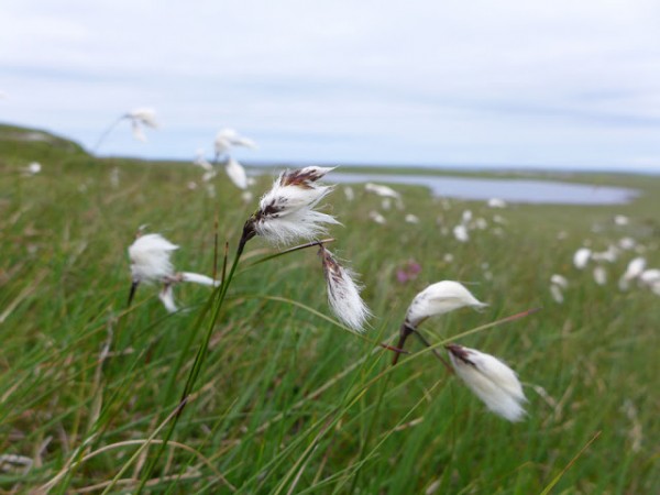 Bog cotton on the way to the Norse Kiln and Mill