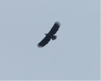 Golden eagle at Loch nam Cnàmh