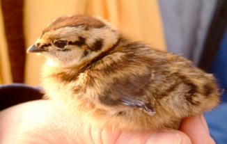 Grouse chick