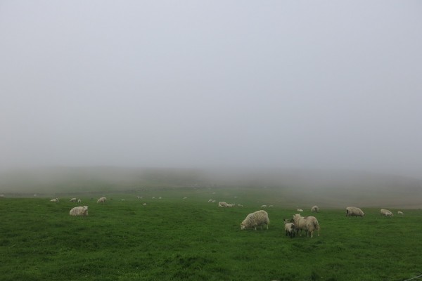 misty sheep