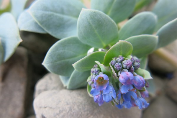 oyster plant flower