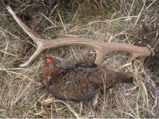 Red grouse and antler at Loch nam Cnàmh