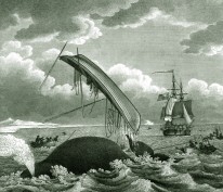Anon - Whale Etching