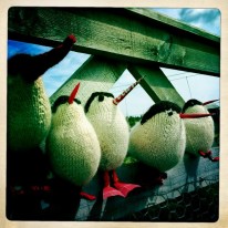 woodend-terns